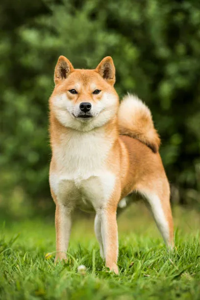 Shiba Inu